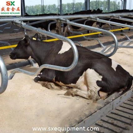 Cow Free Stall Cubicle