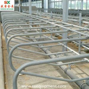 Szarvasmarha Szabad Stall Shengxin Gyárból